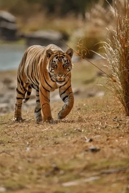 Royal Bengal Tiger in Ranthambore National Park — Book your Ranthambore tiger safari online