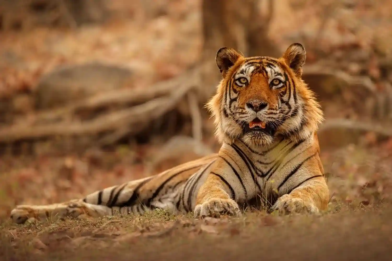Tiger in Ranthambore National Park - Best time for safari