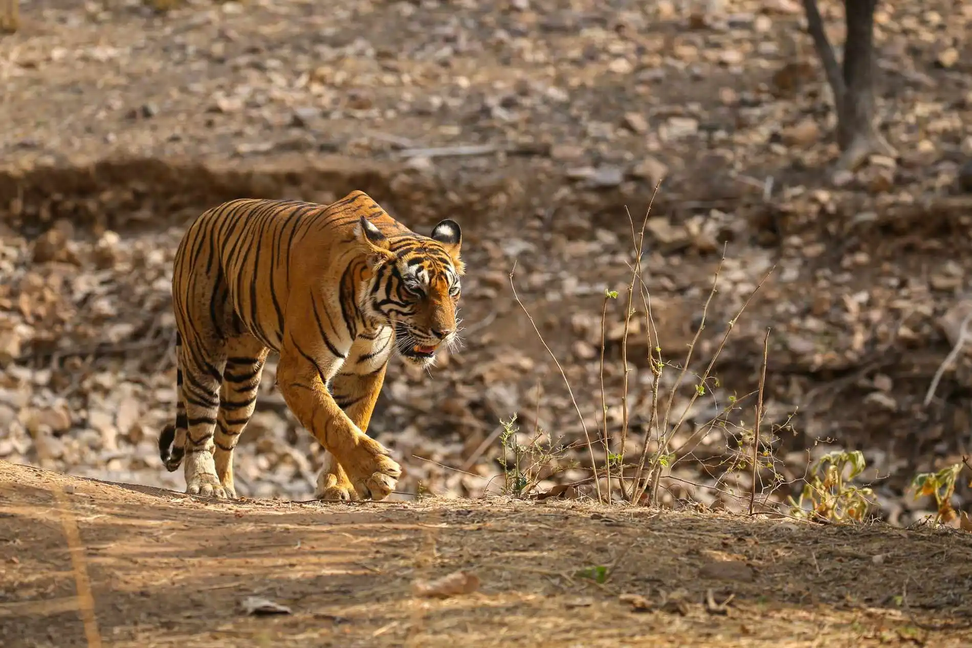 Jeep Safari vs Canter Safari in Ranthambore: The Complete 2026 Comparison Guide