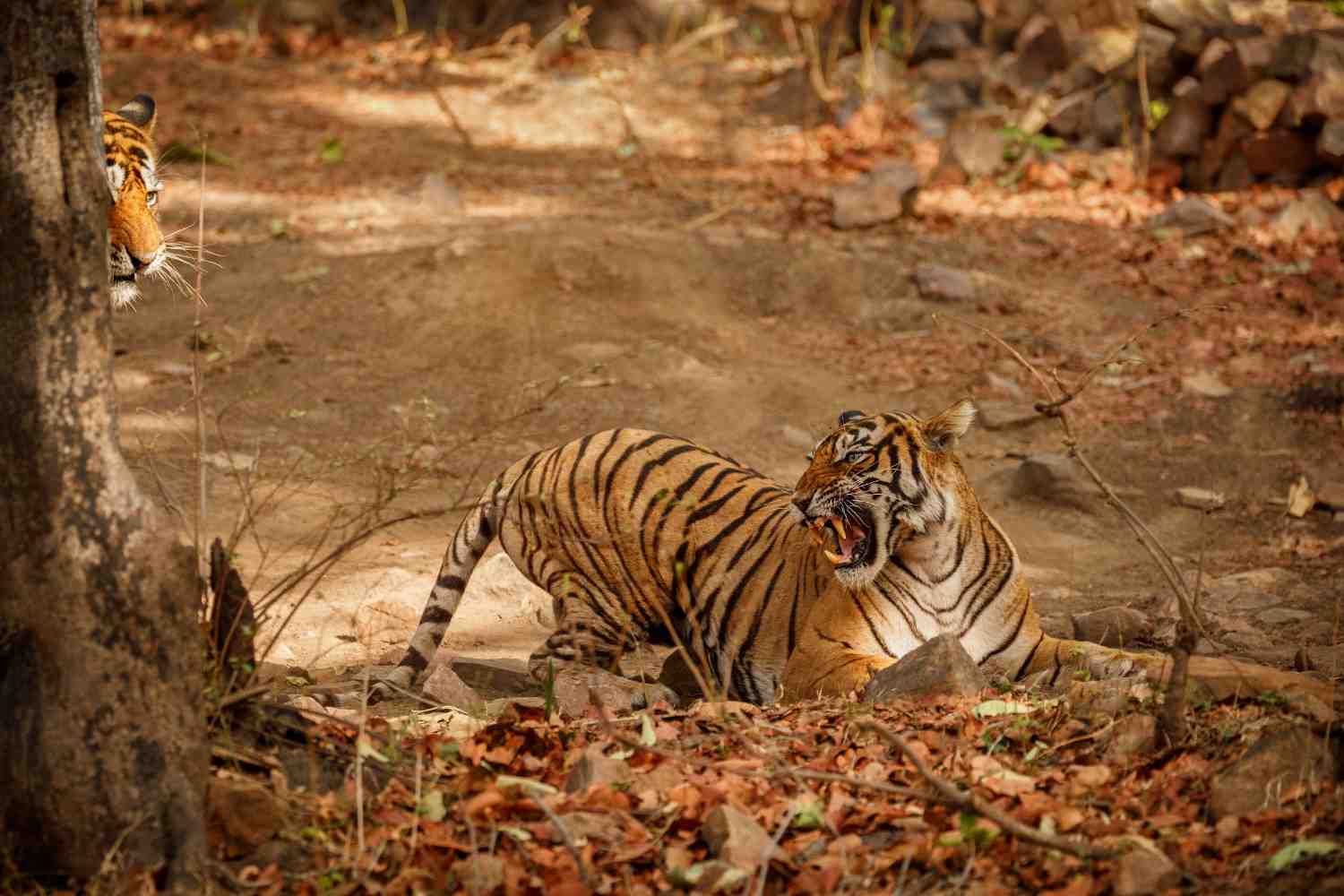 Ranthambore Safari Booking for Foreign Tourists: Complete 2026 Guide