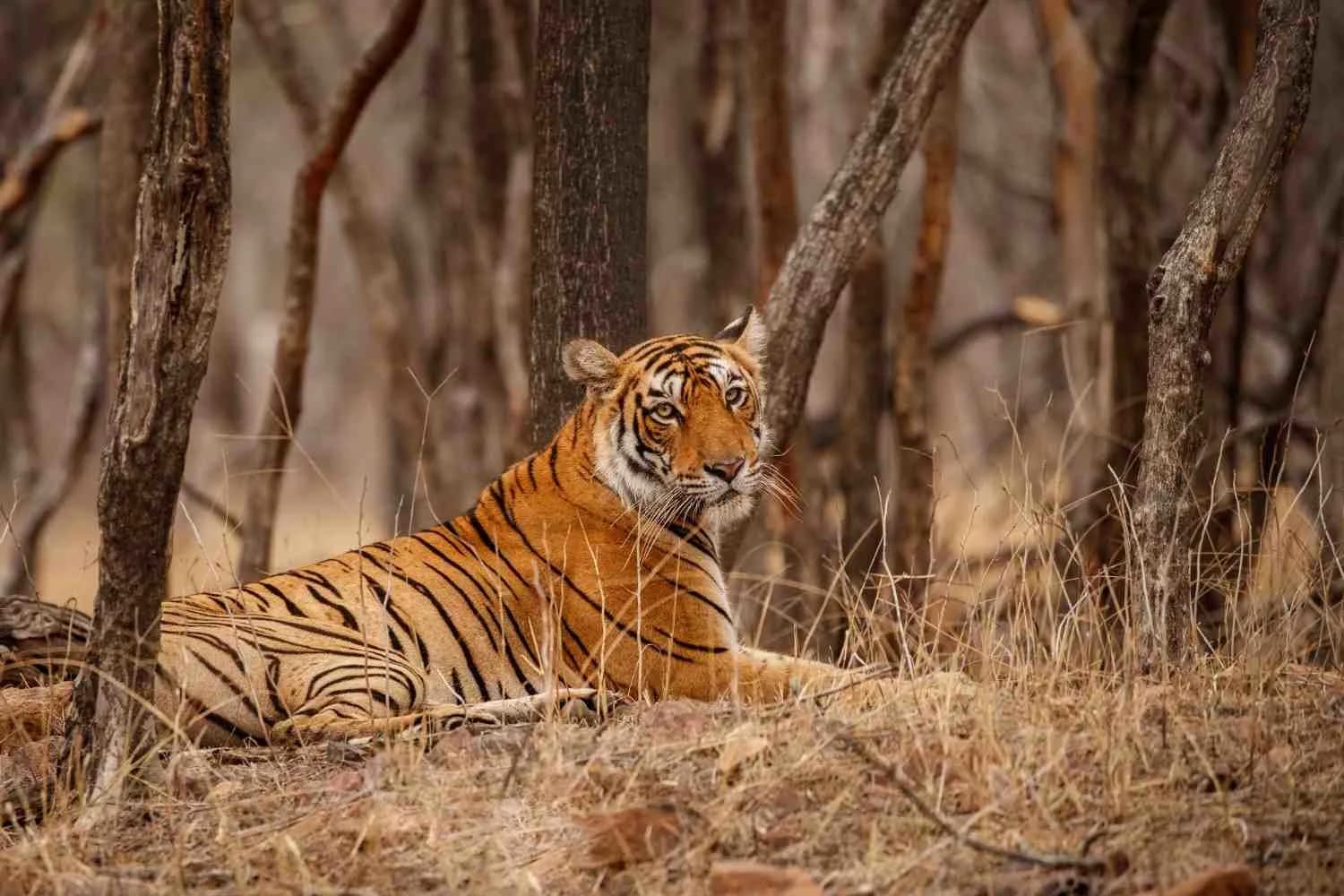 Ranthambore Safari Ticket Price 2026: Jeep, Canter & Permit Cost Guide